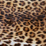 Skin of the leopard — Stock Photo © friday #6248720