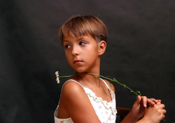 Девушка с ромашкой в студии — стоковое фото