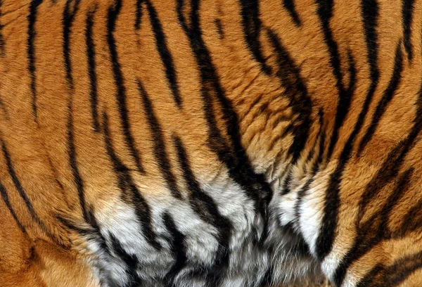 Örnek bir Tiger — Stok fotoğraf