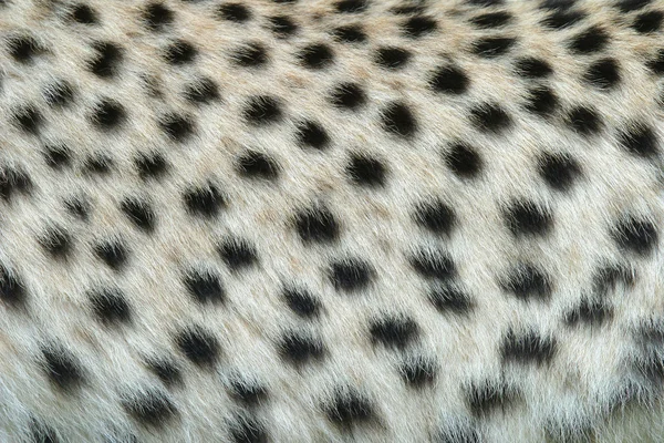 Piel del leopardo —  Fotos de Stock