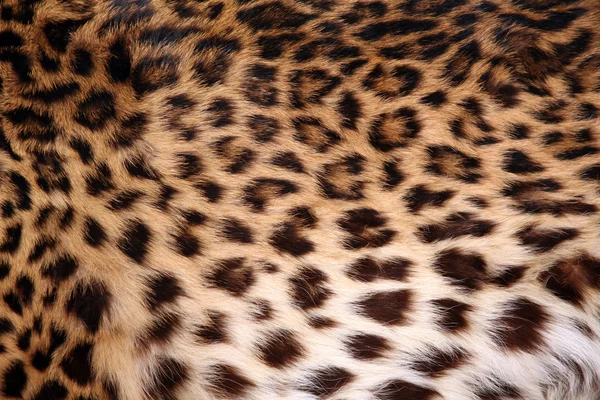 Haut des Leoparden — Stockfoto
