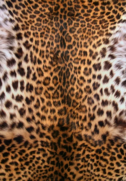 Шкіра леопарда — стокове фото