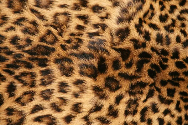Skin of the leopard — Stock Photo, Image