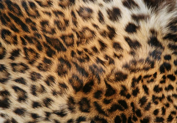 Pelle del leopardo — Foto Stock