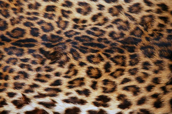 Piel del leopardo — Foto de Stock