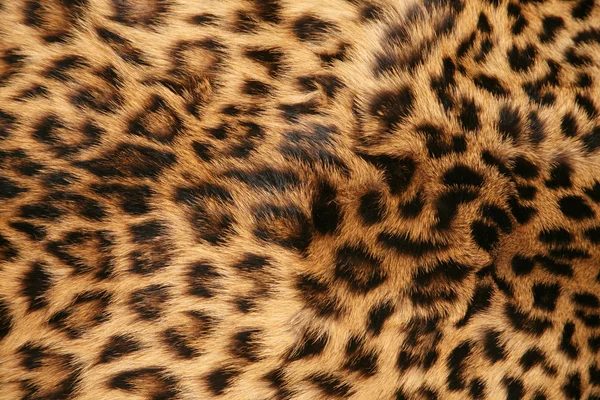 皮肤的豹子 图库照片