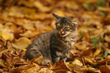 Kayıp kedi yavrusu