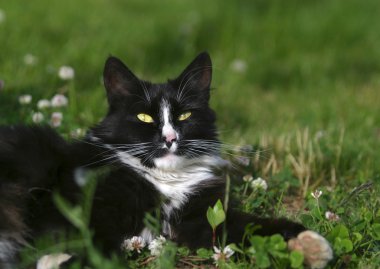 Cat on a grass clipart