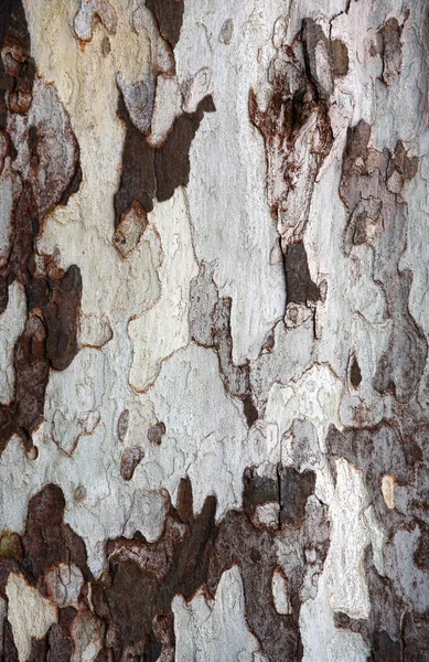 Textura lemnului — Fotografie, imagine de stoc