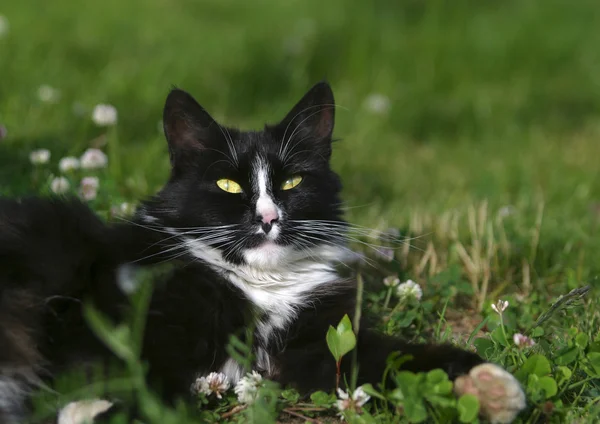 Кошка на траве — стоковое фото