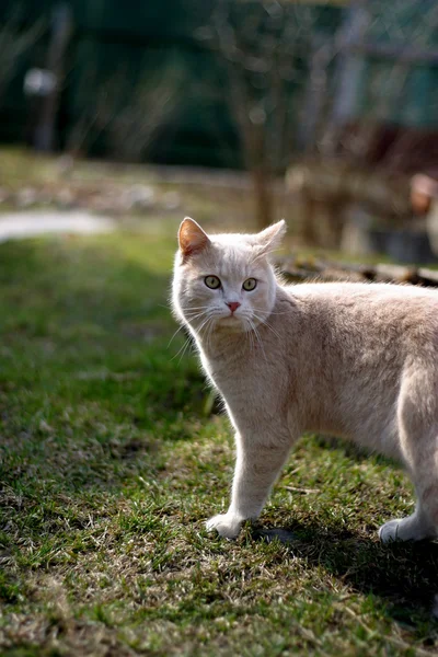 Британський кіт — стокове фото