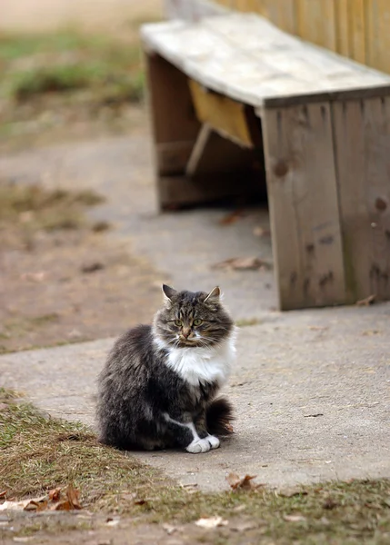 Kot w miejscowości — Zdjęcie stockowe