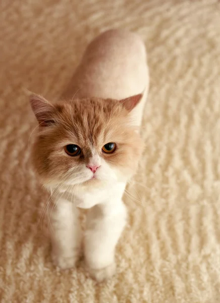 Perská kočka — Stock fotografie