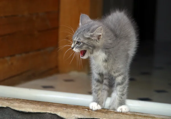 Küçük kedi oynuyor — Stok fotoğraf