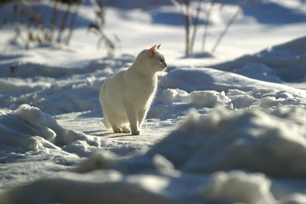 Biały kot na śniegu — Zdjęcie stockowe
