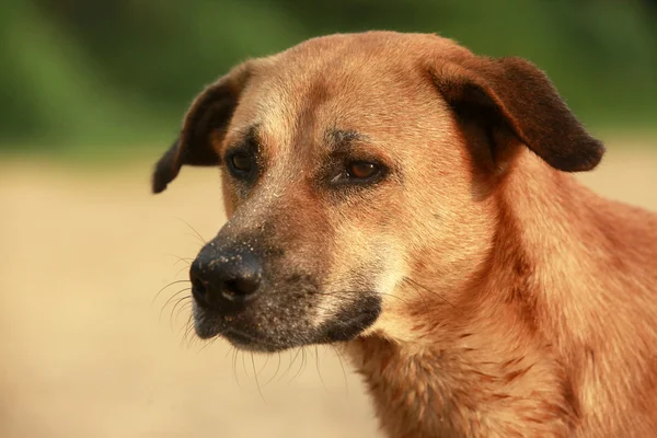 Retrato cão vermelho — Fotografia de Stock