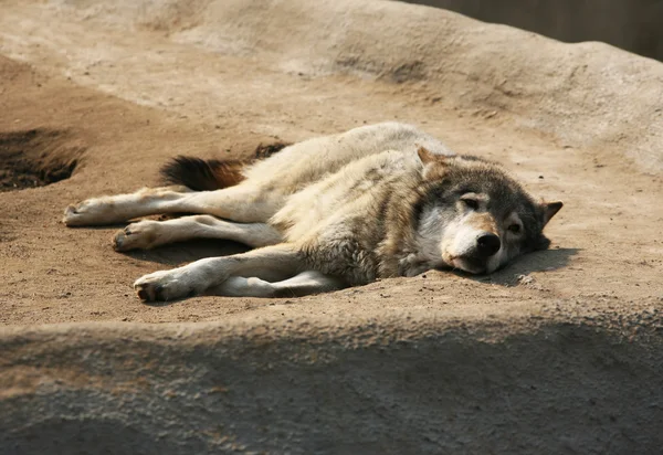 Λύκος της στέπας — Φωτογραφία Αρχείου