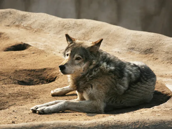 Steppe wolf — Stock Photo, Image