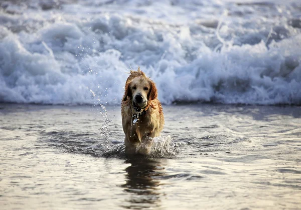 Labrador retriever — Stock Photo, Image