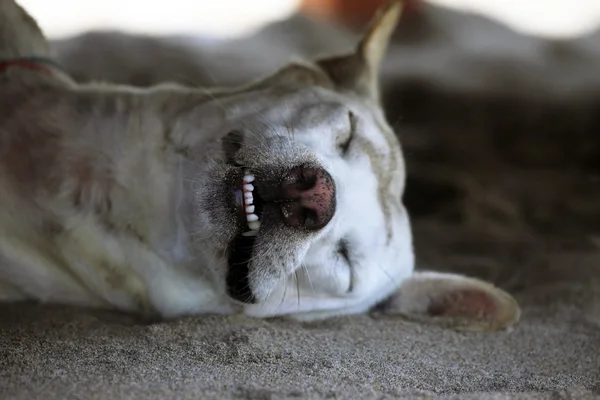 睡觉的狗狗 — 图库照片