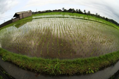 Rice field clipart