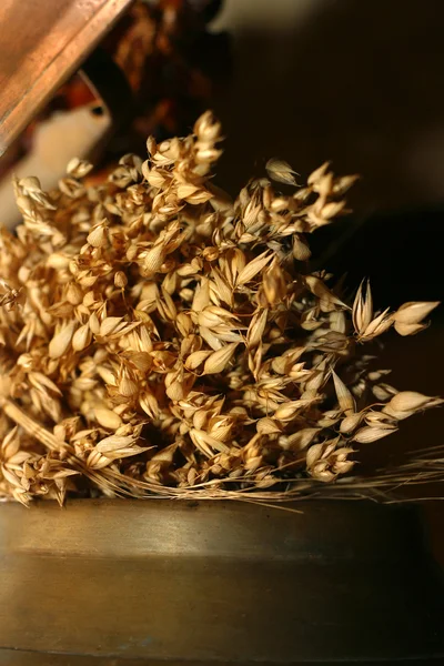 Wheat — Stock Photo, Image