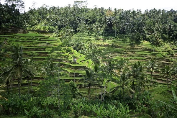 Rice terraces — Stock Photo, Image