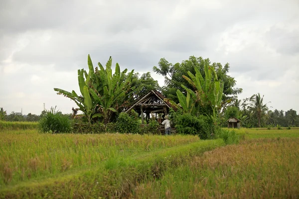 Cultivo de arroz — Foto de Stock