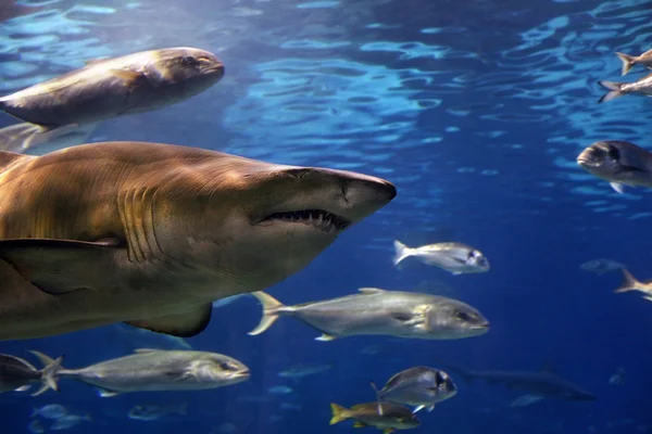 Плавающая акула — стоковое фото