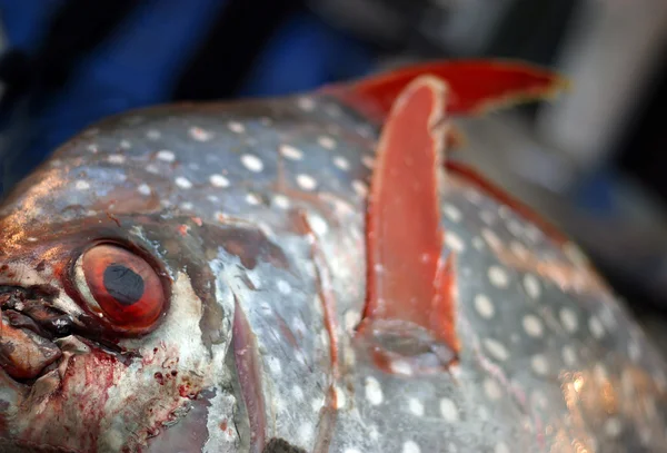 stock image Fresh salmon