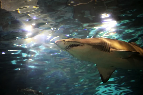 Tiburón nadador — Foto de Stock
