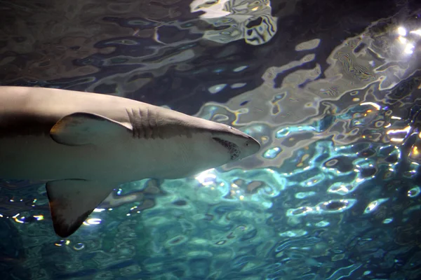 Плавающая акула — стоковое фото