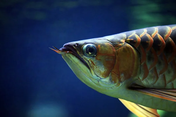 Fish on a dark background — Stock Photo, Image