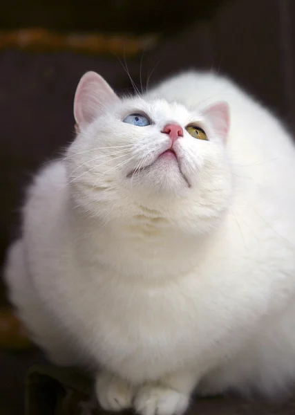 Porträt einer Katze mit anderen Augen — Stockfoto