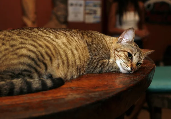 Stock image Cat on table