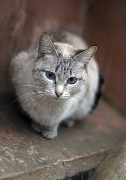 Gato siamês — Fotografia de Stock