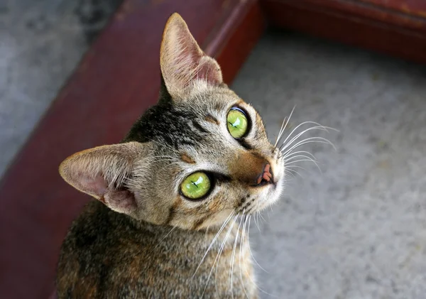 緑の目の猫 — ストック写真