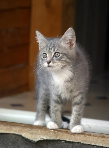 Attentive kitten — Stock Photo, Image