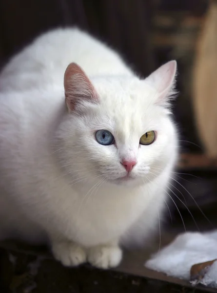 Retrato de um gato com olhos diferentes — Fotografia de Stock