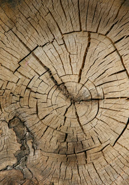 Backgound albero — Foto Stock
