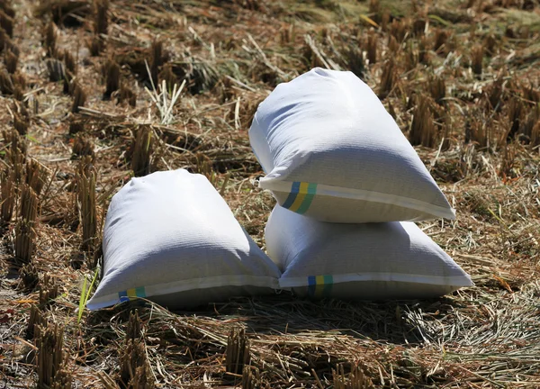 Pirinç torbaları — Stok fotoğraf