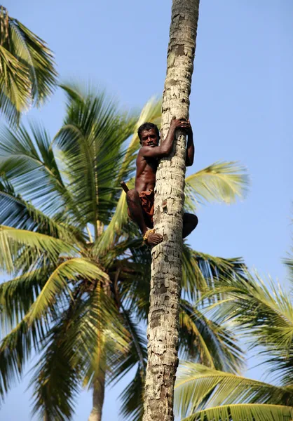 Человек на пальме — стоковое фото