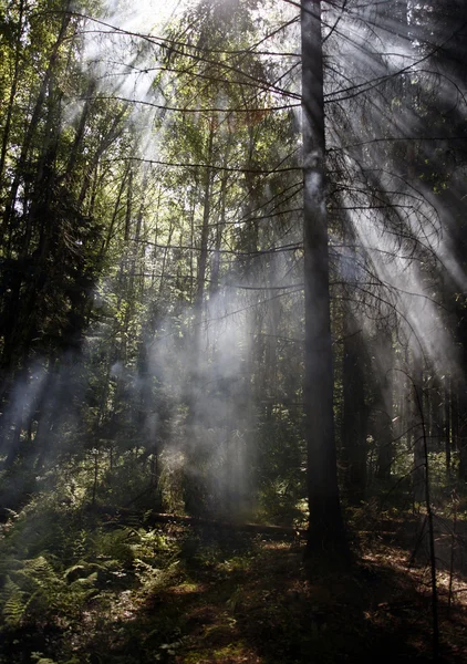 Humo en el bosque —  Fotos de Stock