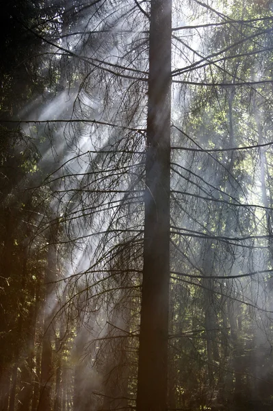 Smoke in forest — Stock Photo, Image