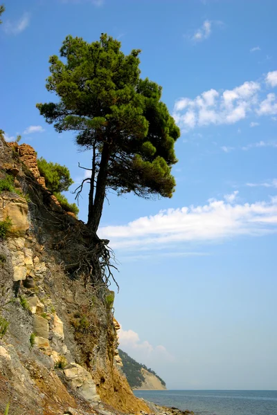 Pine at the edge of a rock — Stock Photo, Image