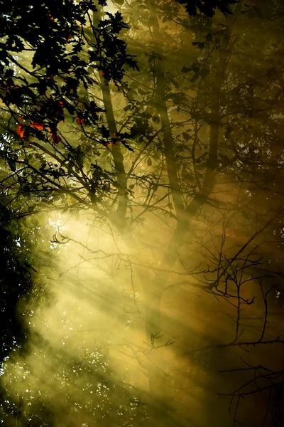 Forest in a smoke — Stock Photo, Image