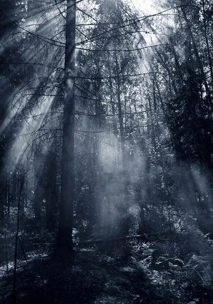 Erdőben füst — Stock Fotó
