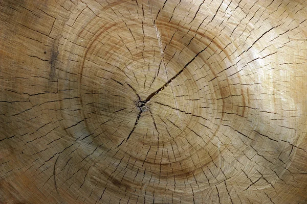 Деревини кільця — стокове фото