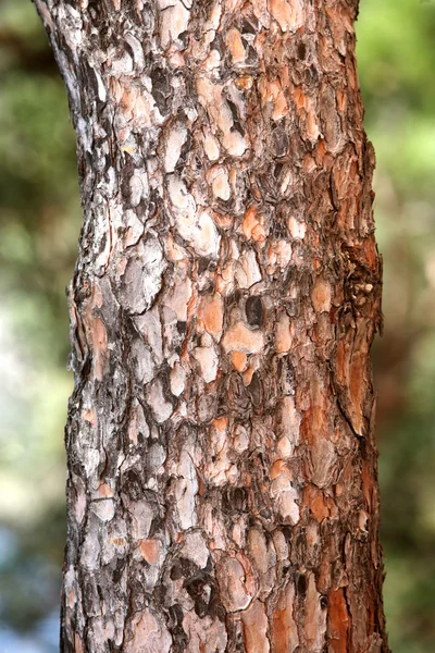 Trunk of a pine — Stock Photo, Image