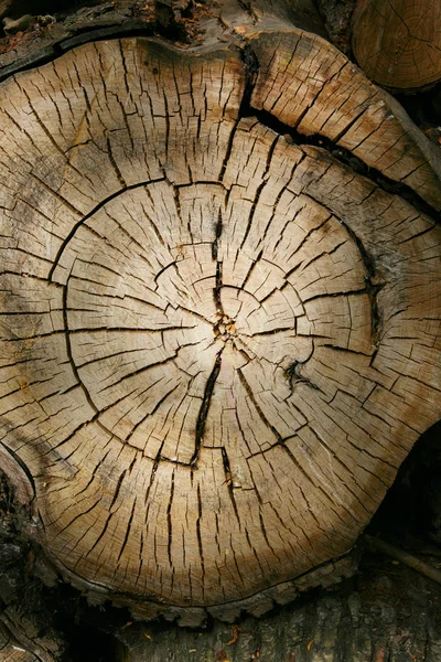 Tree backgound — Fotografie, imagine de stoc